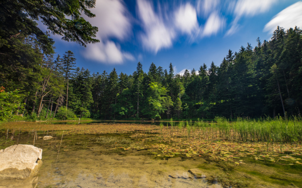 Forstseeli mit Wald im Hintergrund
